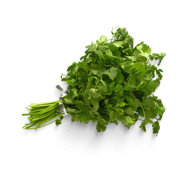 Cilantro
