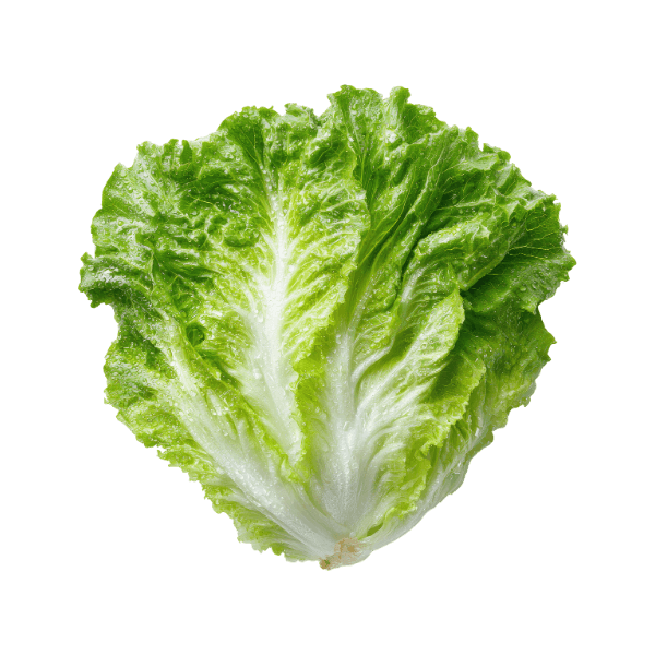 Lechuga Chilena